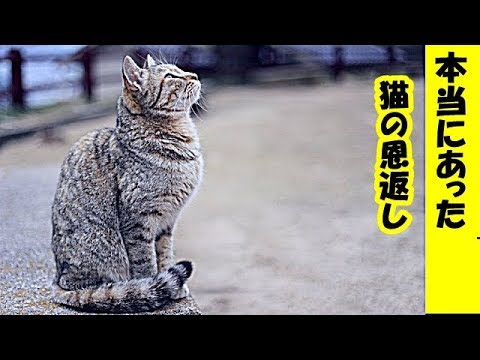 不思議 心温まる話 本当にあった猫の恩返し 招き猫ちゃんねる Mag Moe