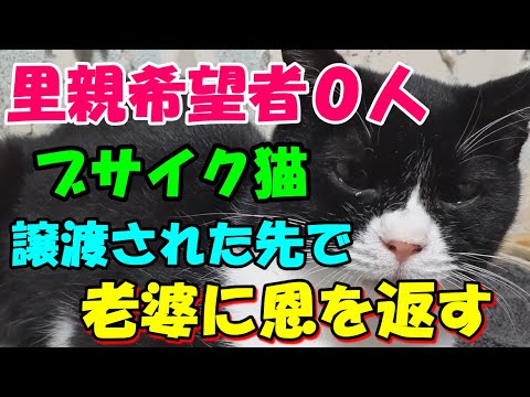 里親希望者0人 ブサイク猫が譲渡された先でおばあさんに恩を返す！ブサ 