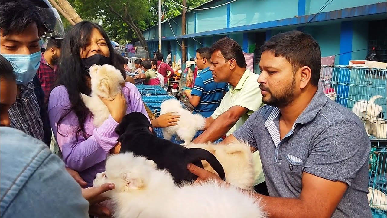 Cheap Price Dog In Kolkata Gallif Street Pet Market Kolkata Recent