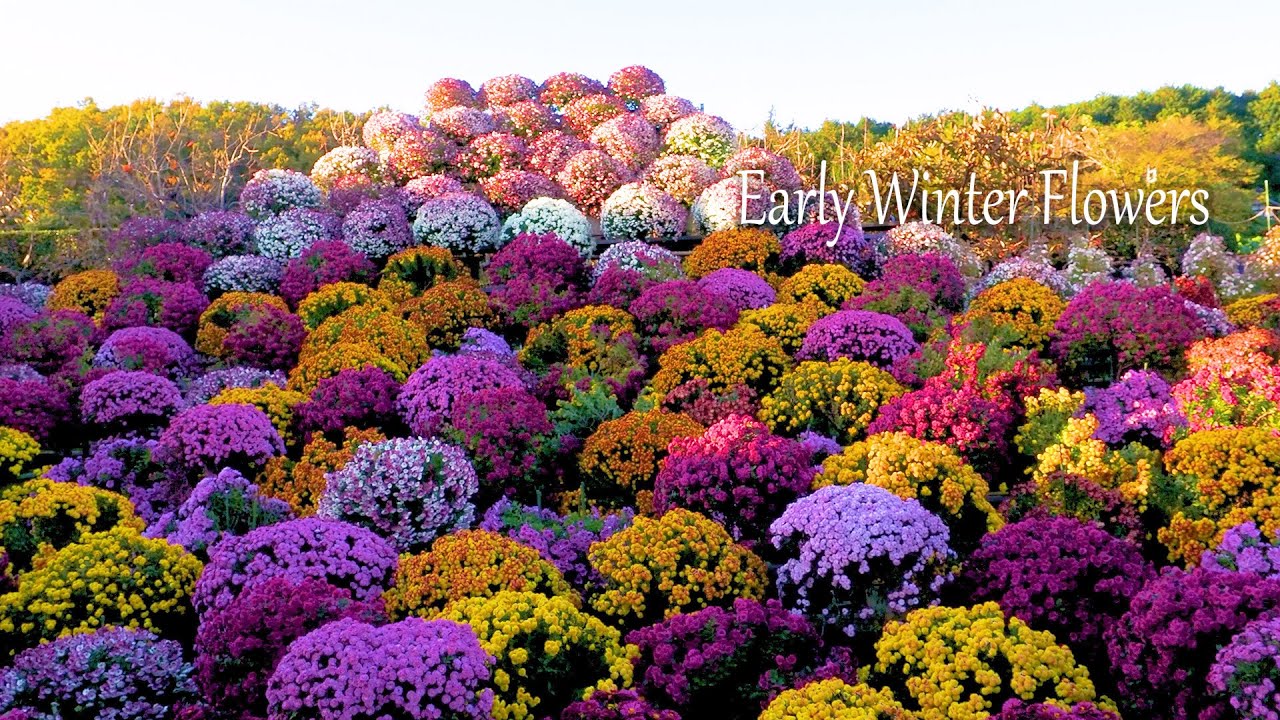 【4K Orchid 】Early Winter Flowers around TOKYO. 東京近郊で初冬の花が見頃 #orchid #chrysanthemum  #ヒマラヤ桜 - MAG.MOE